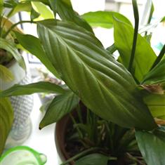 House Plant