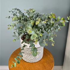 Eucalyptus Plant