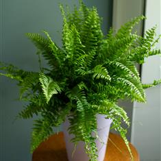 Large Boston Fern