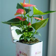 Vintage tin Anthurium Karma