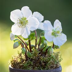 Hellebore Plant